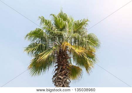 Borassus flabellifer,Sugar palm, Cambodian palm isolated on white background  