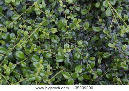 Siamese rough bush trees  patterns with texture