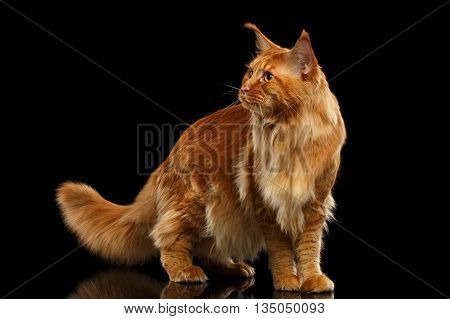 Red Maine Coon Cat with Furry Tail Standing and Looks at Side Isolated on Black Background