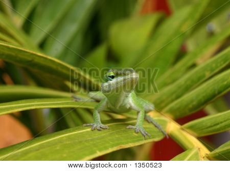 Süße grüne Eidechse (Anole Eidechse) auf grünes Blatt