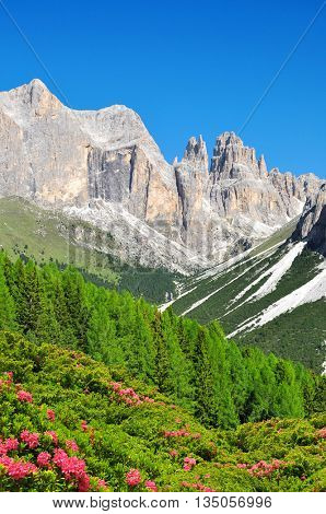 Torri del Vajolet in Dolomites at the foreground of blooming azaleas,Trentino, South Tirol, Italy