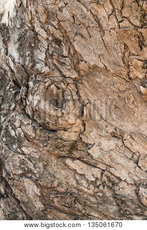 The bark brown of the tree closeup