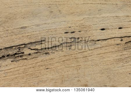 Wood had been a nest of termites.