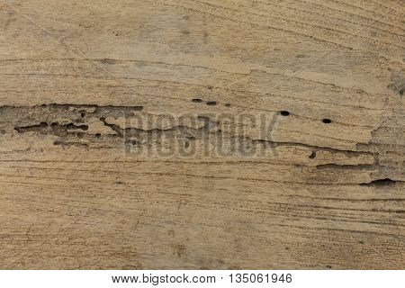 Wood had been a nest of termites.
