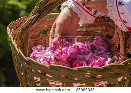Rose Picking Ritual