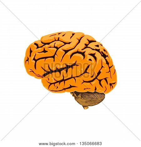 Illustration of human brain anatomical organ isolated