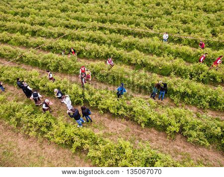 Rose Picking Festival Aerial View
