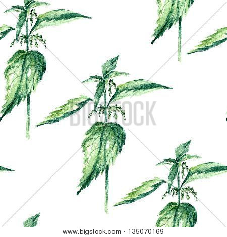 Hand drawn watercolor botanical illustration of the nettle plant. Nettle drawing isolated on the white background. Medical herbs illustration, herbarium. seamless pattern. vector