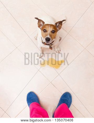 Dog Pee Owner At Home