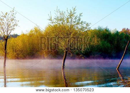 beautiful lake view in morning fog with mystic trees as leftovers of a mole