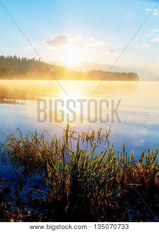detail of grass halm at a lake in magical morning time with dawning sun