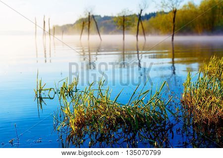 detail of grass halm at a lake in magical morning time with dawning sun. Trees as leftovers of a mole