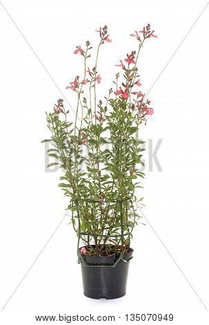 Salvia microphylla in front of white background