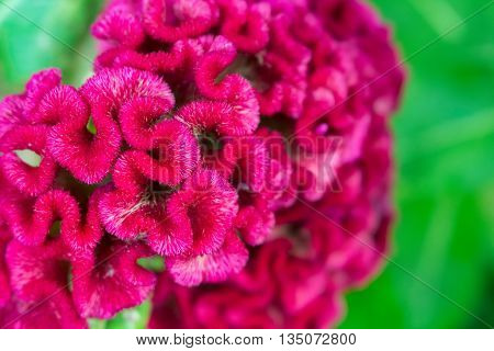 Pink flowers on green background. Beautiful flowers background for wedding scene. Celosia cristata tropical flower closeup. Macro photo of jungle flower Celosia. Deep red furry celosia flower image