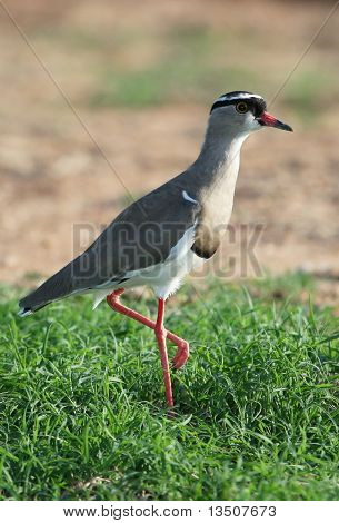 Gekrönte Regenpfeifer Vogel