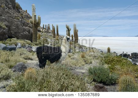Llamas at Incahuasi Island Salar de Uyuni Bolivia