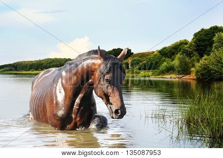 Redhead strong horse out of the water