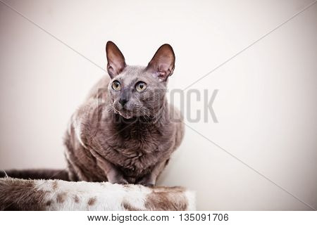 Animals at home. Egyptian mau cat portrait indoor