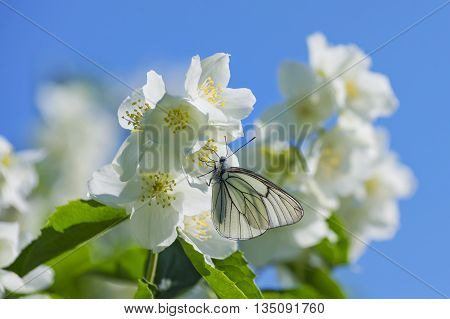 Butterfly sitting on flowering jasmine against the blue sky