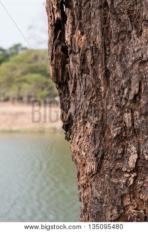 Tree bark texture closeup In the park