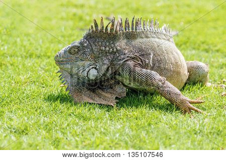 Iguanas At The Iguana Park In Downtown Of Guayaquil, Ecuador.