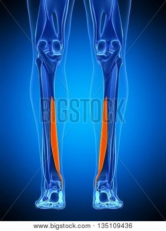 3d rendered, medically accurate illustration of the flexor digitorum longus