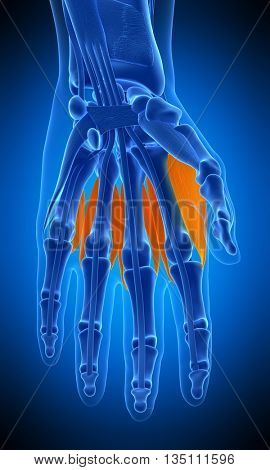 3d rendered, medically accurate illustration of the dorsal interosseous
