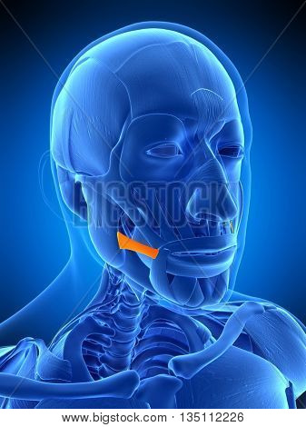 3d rendered, medically accurate illustration of the risorius
