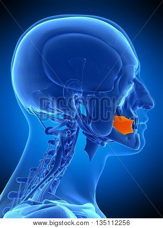 3d rendered, medically accurate illustration of the face buccinator