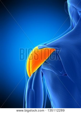 3d rendered, medically accurate illustration of the deltoid