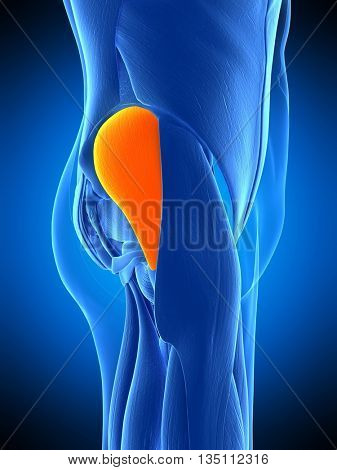 3d rendered, medically accurate illustration of the gluteus medius