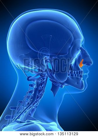 3d rendered, medically accurate illustration of the nasalis alar