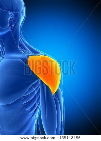 3d rendered, medically accurate illustration of the deltoid