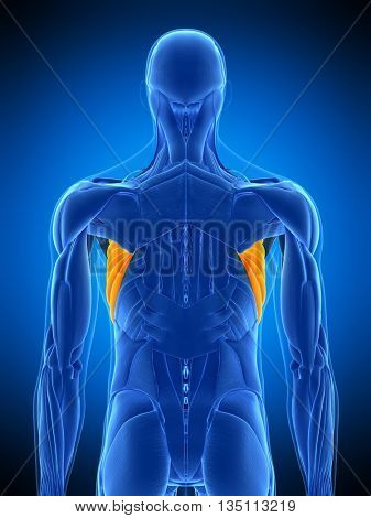 3d rendered, medically accurate illustration of the serratus anterior