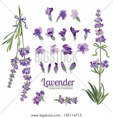 Set Lavender flowers elements. Botanical illustrations are drawn by hand