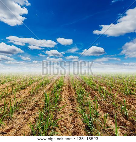 sugar cane firld and blue sky with clouds in agriculture field.
