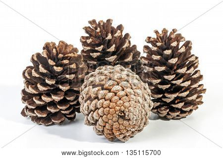 Studio Shot Cluster Of Four Old  Pine Cones