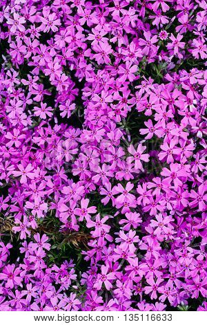 flower phlox subulata as background top view