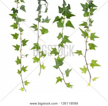 Green ivy isolated on a white background.