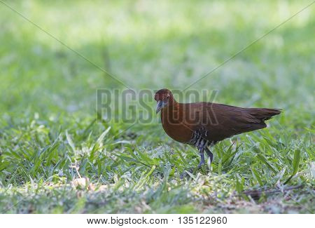 Slaty legged Crake Walking on green grass