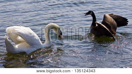 Beautiful background with the amazing fight between the Canada goose and the swan