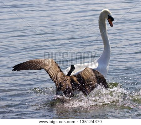 Amazing picture with the Canada goose attacking the swan on the lake