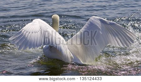 Beautiful isolated image of the swan showing his powerful wings