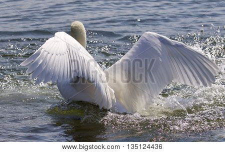 Beautiful isolated photo of the swan showing his power