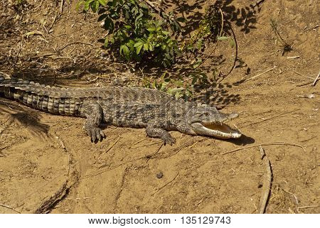 funny and dangerous animals in their territory