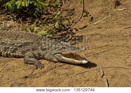funny and dangerous animals in their territory