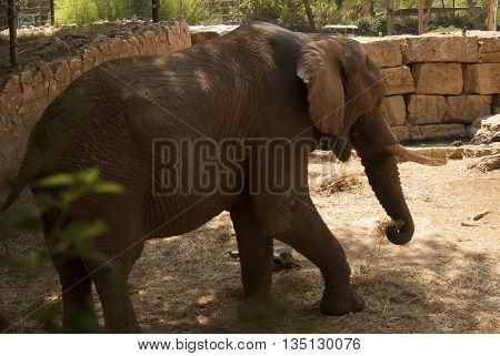 funny and dangerous animals in their territory