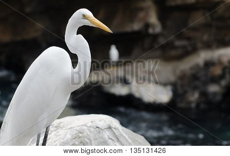Florida Great Egret standing on rock in the summer