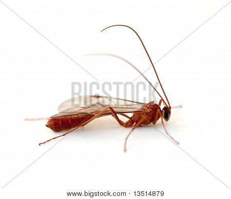 Ichneumon Wasp