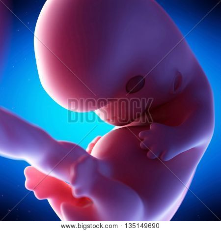 3d rendered, medical 3d animation of a fetus - week 8